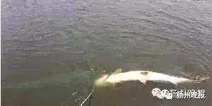 钓鱼爆料视频最新消息新闻,揭秘神秘水域奇遇记